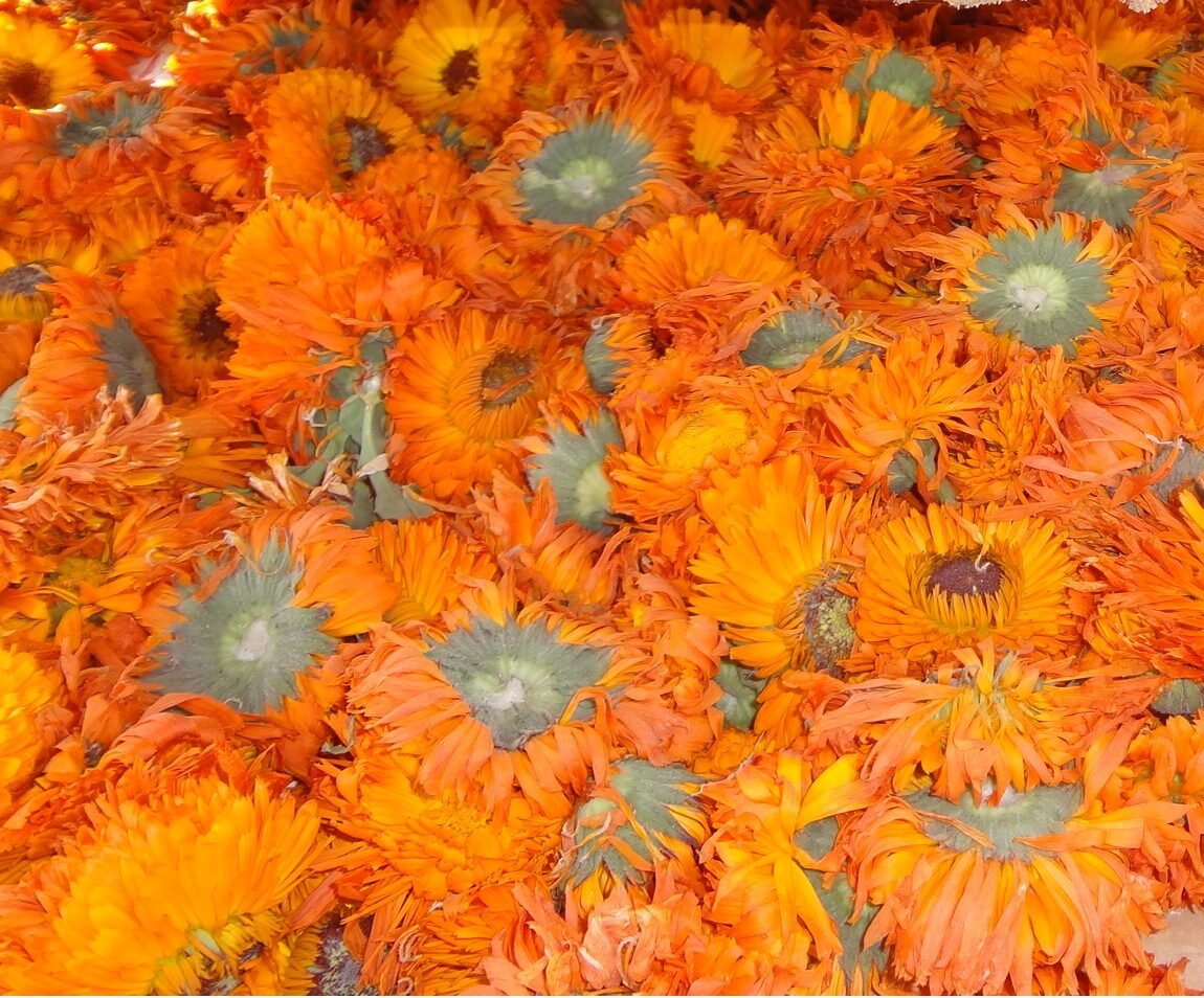 calendula